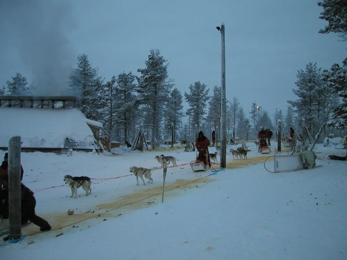 Sled dogs harnessed on a snowy track at a husky farm with spruce trees
