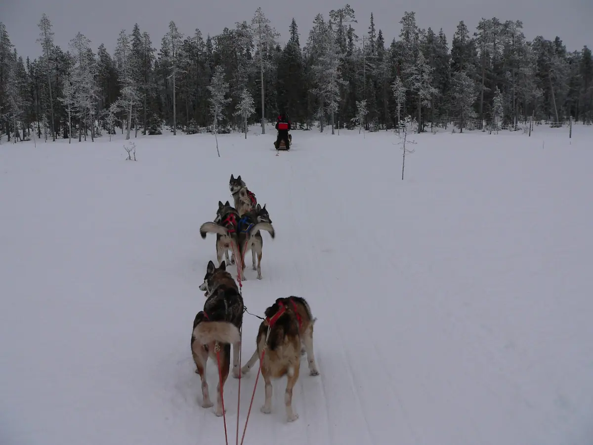Team of huskies pulling a sled across snow toward a frosty forest