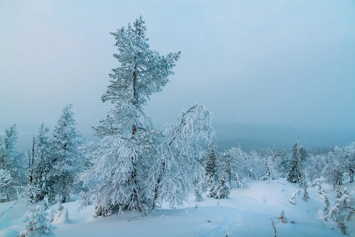 Snow-laden pine on a fell with misty blue winter light in Lapland