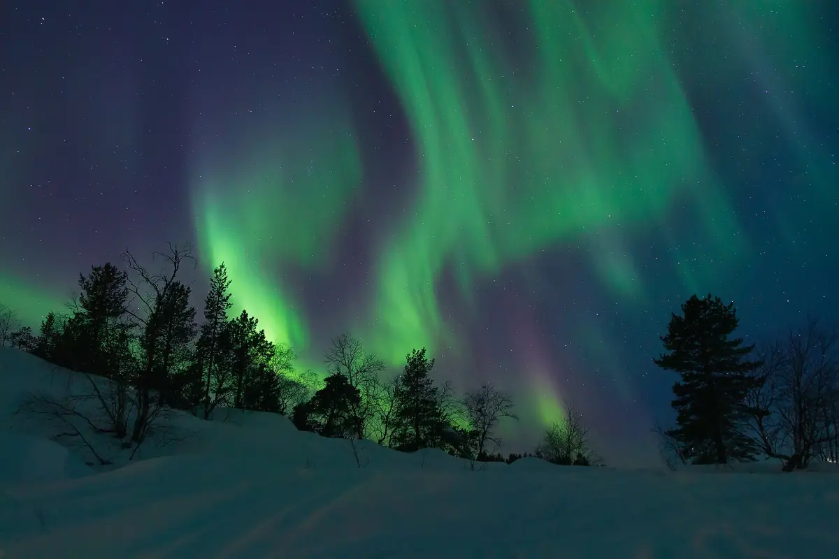 Green and violet northern light bands over snowy pine trees under a starry sky