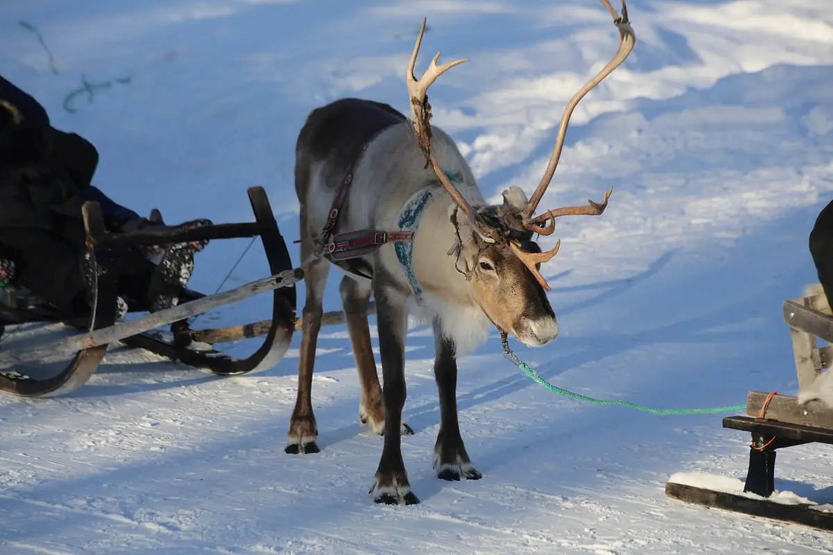 Reindeer with antlers harnessed to a sleigh on bright snow in Lapland