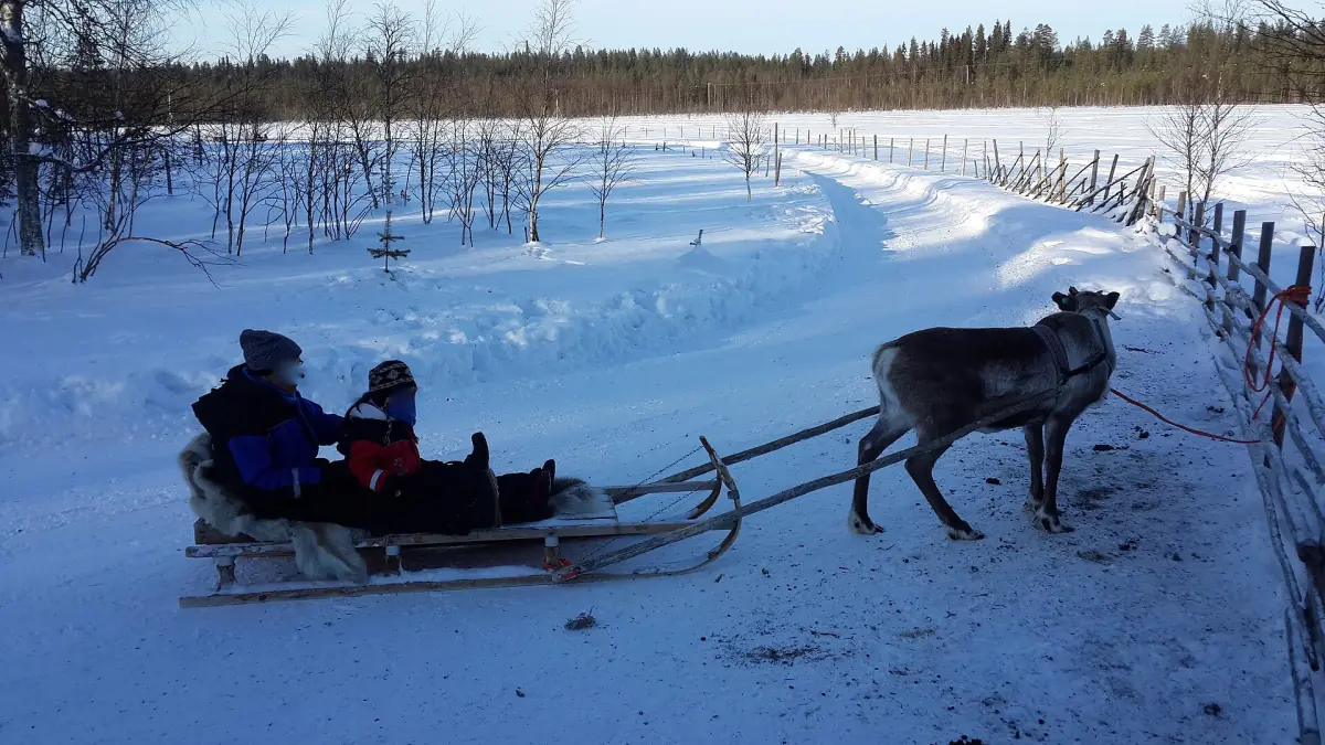 Reindeer sleigh ride along a snowy lane beside a wooden fence in Lapland