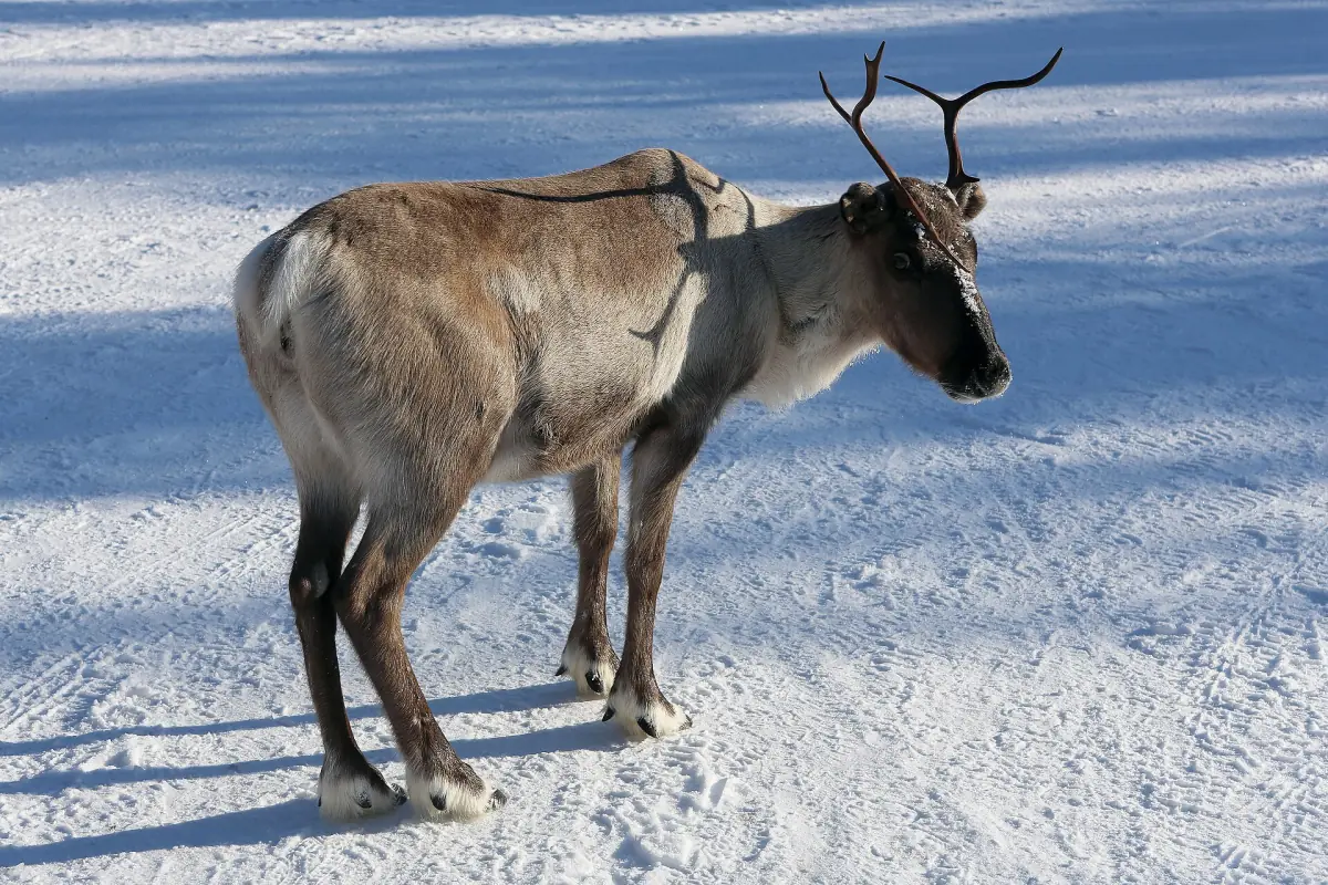 Reindeer with antlers standing on sunlit snow with spruce forest behind
