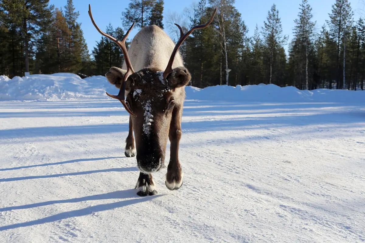 Reindeer walking toward the camera on a snowy forest road in Lapland
